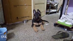 German shepard for sale 2months completed. Nd 1st
