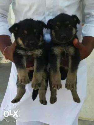 German shepherd female puppy available and male