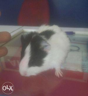 Gini pig for sell female one and half months old