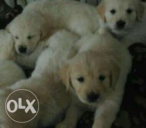 Golden Retrivar female puppys 1 month old