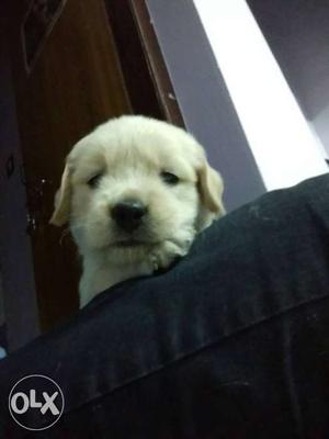 Golden retriever puppies with certificate for