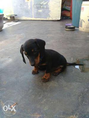 Good quality 2 months old dachshund dog sale Salem