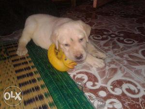 Good sized male Labrador puppy available 50 days