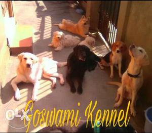 Goswami Kennels & Breeders-Pure Breed Puppies of different