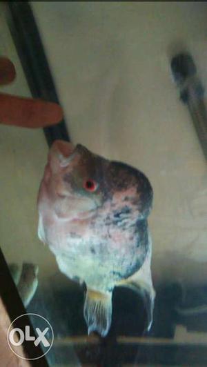 Gray And Pink Flowerhorn