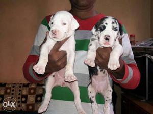 Great Dane puppies