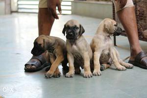 Great dane available male  Female  all