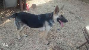 Gsd femail 9 month good health & quality