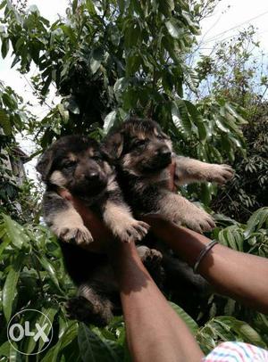 Gsd puppies available... interested persons can