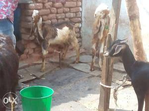 Hai my male bangoli goat sulerb healthy and