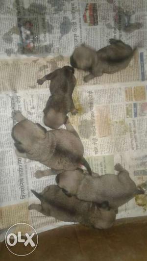 Healthy Pupies Of Pug 20 Days 3 Female For