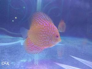 Healthy and bright colour discus fish available
