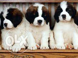 Heavy bon saint bernard puppy for sell