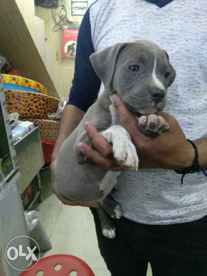 Heavy bone American Bully available with breed