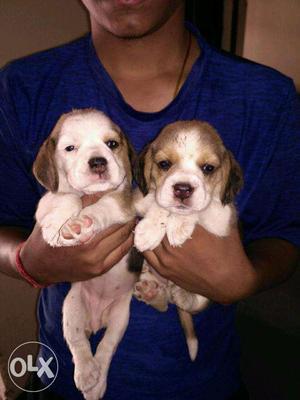 Heavy bone active qulity beagle pups available in BEAST