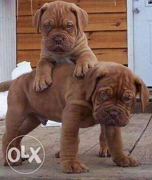 Heavy weight French Mastiff puppy