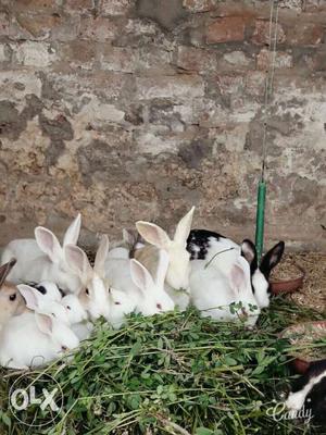 Herd Of Rabbits