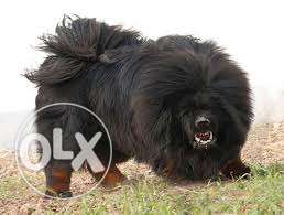 High quality Tibetan mastiff puppies male for sell