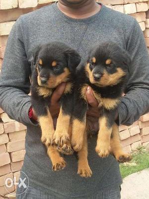 High quality rottweiler and lab available for sall