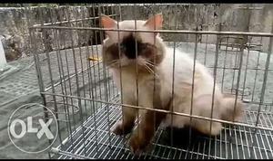 Himalayan male cat one and a half year old with heavy