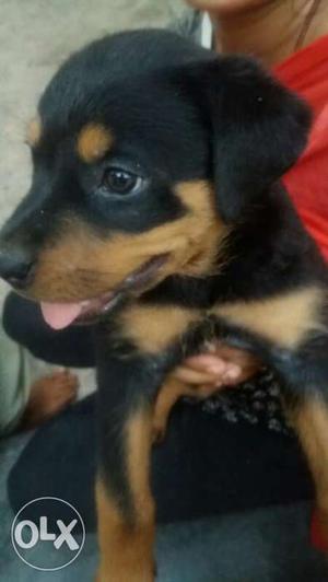 Homebreed Topquality ROTTWEILER puppies of