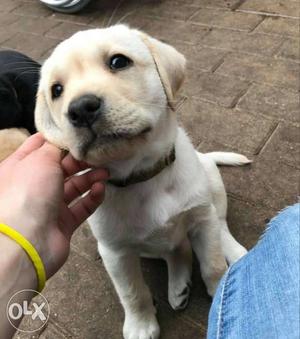 I am interested in buying male golden labrador