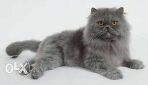 I want to purchase a Persian kitty