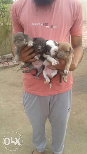 I want to sell Pitbull puppies