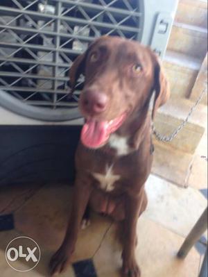 I want to sell my chocolate brown lab