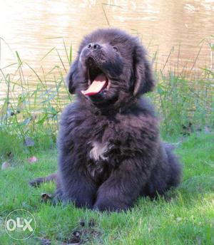 In Best newfoundland puppies male kci paper imported