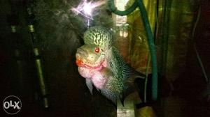 Kamfa Flowerhorn Chiclid (1yr 3months old)