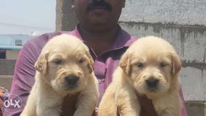 Kci certified golden retriever puppies available