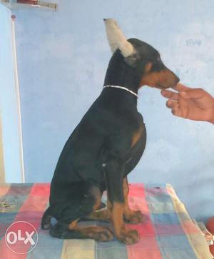 Kci registered Doberman Pups for sale. Docking,