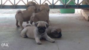 Kci registered excellent pug puppies.