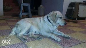 Lab female for sell very good breed fully