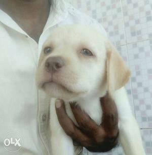 Lab female puppy for available