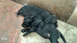Lab puppies for more details contact me