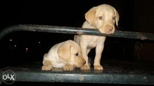 Labour puppy female only is available