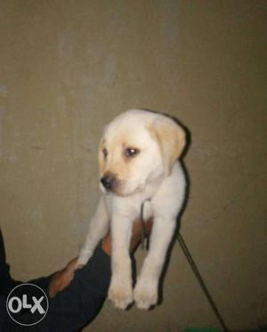 Labra dog male only 1 month age