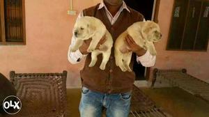 Labrador female puppy available and male 
