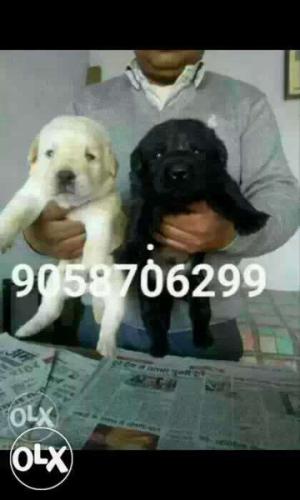 Labrador healthy and active 35days pups male  female