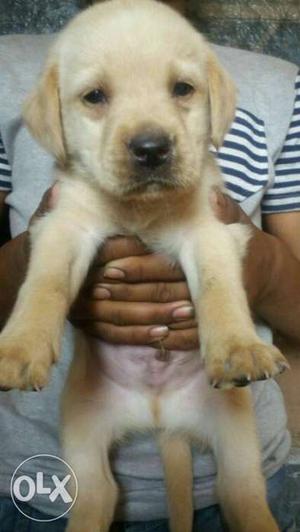 Labrador male cute puppy only 25 days price