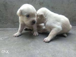 Labrador pappies for sale male  n female 