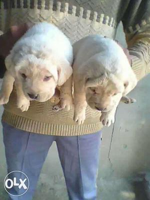 Labrador puppy available pure quality male 