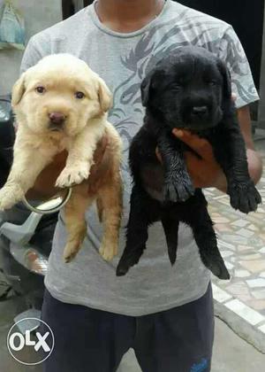 Labrador showline puppy with paper available