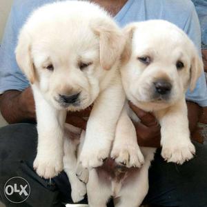 Labrador's champion line puppies available