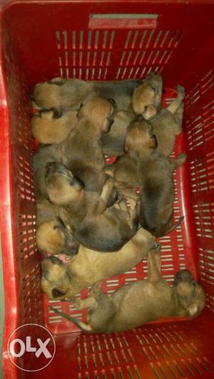 Litter Of Short-coated Brown Puppies