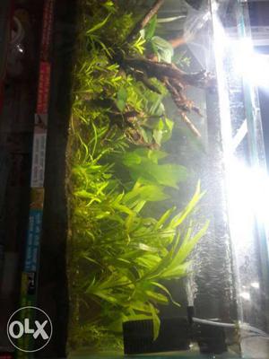 Live plants and fish