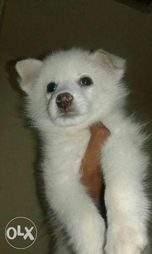 Long-coated White pomeranian Puppy