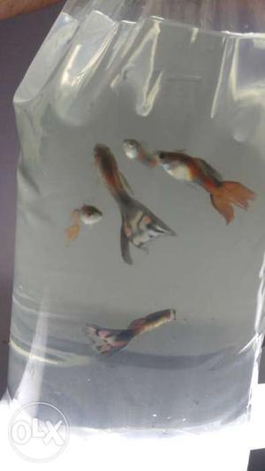 Long tail Guppy Fishes